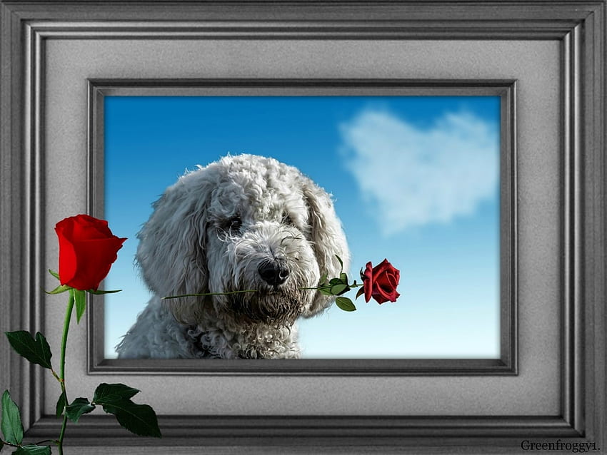 PUPPY WITH ROSE, ROSE, CUTE, PUPPY HD wallpaper