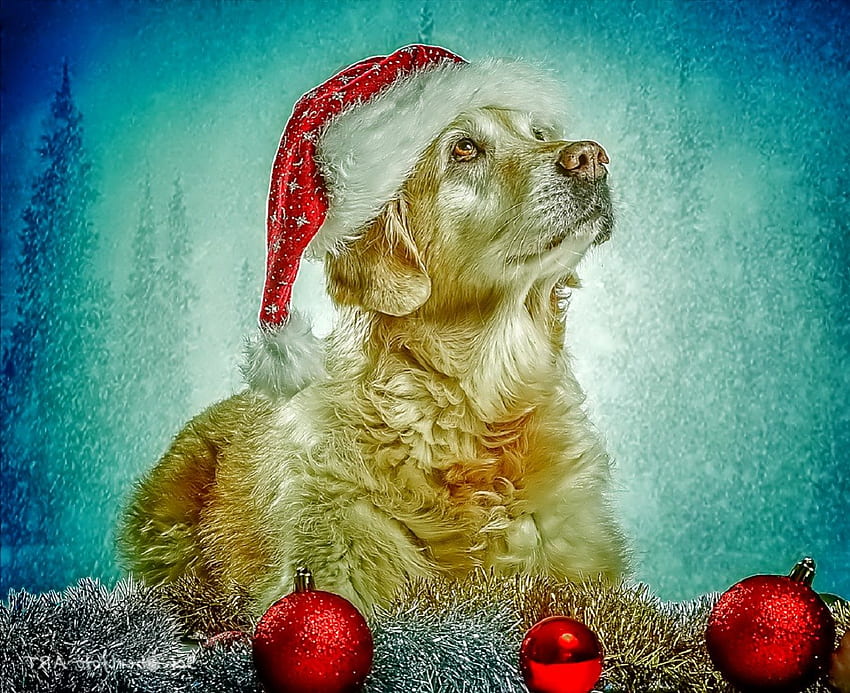 Christmas dog, dog, sweet, animal, dogs, cute, beautiful, puppys, puppy, pretty, animals, lovely HD wallpaper