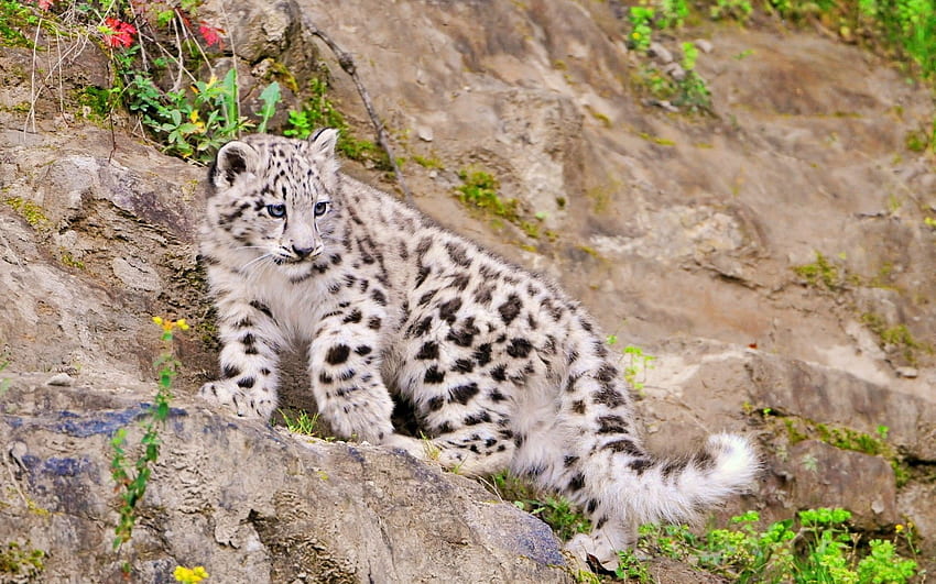 animais leopardos da neve felino bebê animais papel de parede HD