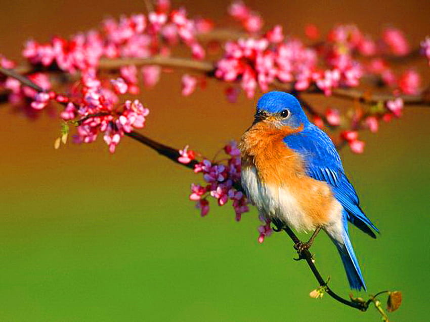 Lagu April, cabang, bunga merah muda, burung biru, hijau, musim semi, pohon Wallpaper HD
