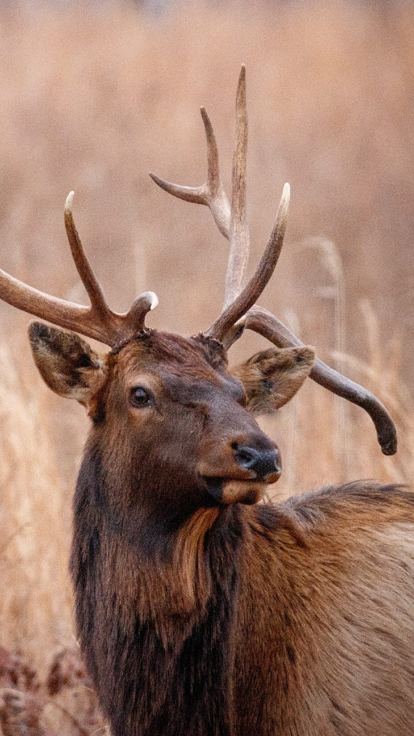 Bull elk, Nature, deer, Hunt, Hunting, horn, Wildlife, Animal, Huntin,  Antler HD phone wallpaper | Pxfuel