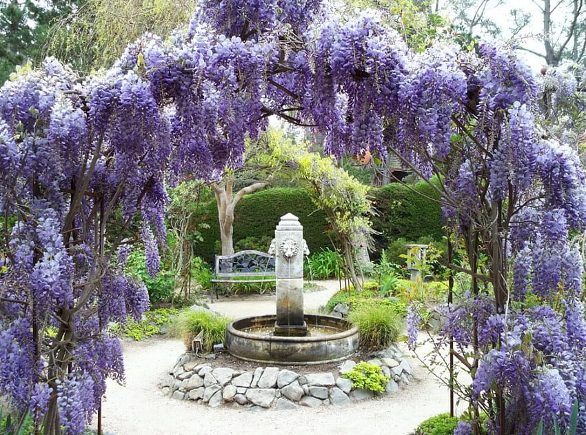 wisteria biru, taman, alam, bunga Wallpaper HD