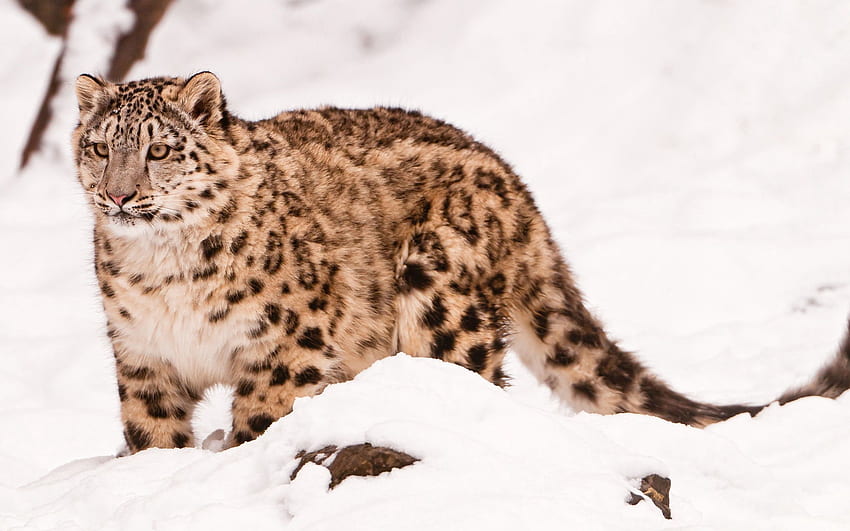 Animales, leopardo de las nieves, nieve, gato grande, paseo fondo de pantalla