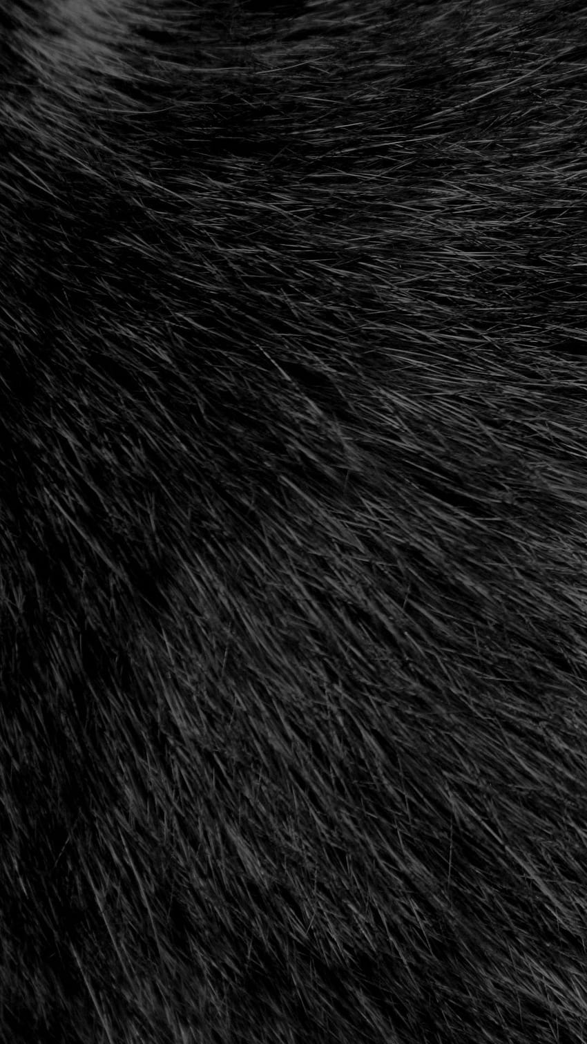 Black Fluffy, Black Fur HD phone wallpaper
