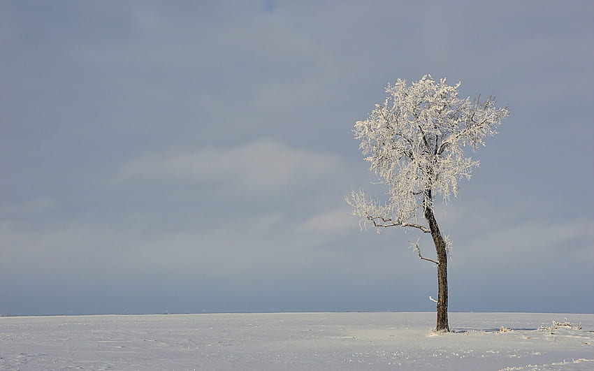 Zima, Natura, Drewno, Drzewo, Pole Tapeta HD