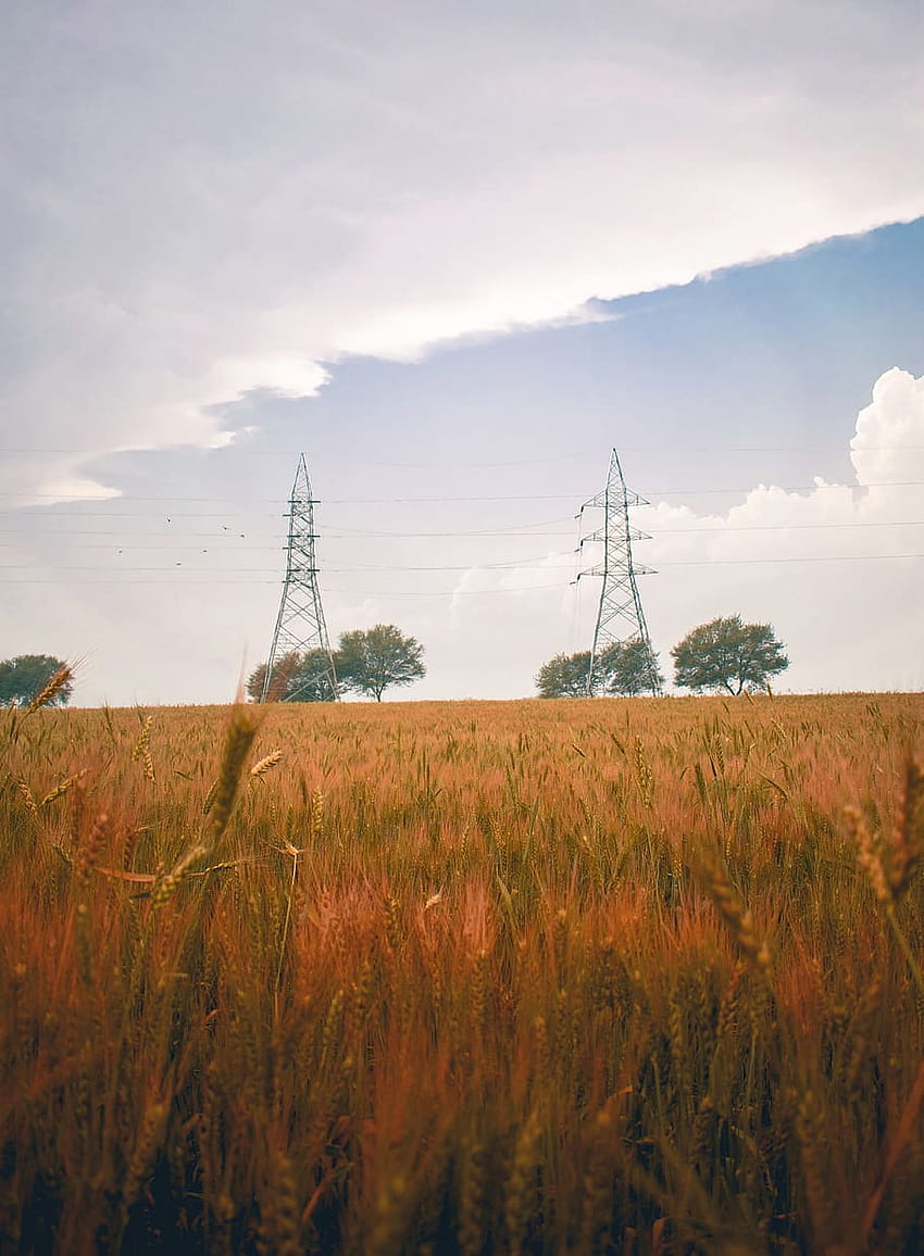 cable, power lines, electric transmission tower, plant, iphone background iphone iphone x iphone xs ios nature nature , field, produce, food, Farming iPhone HD phone wallpaper
