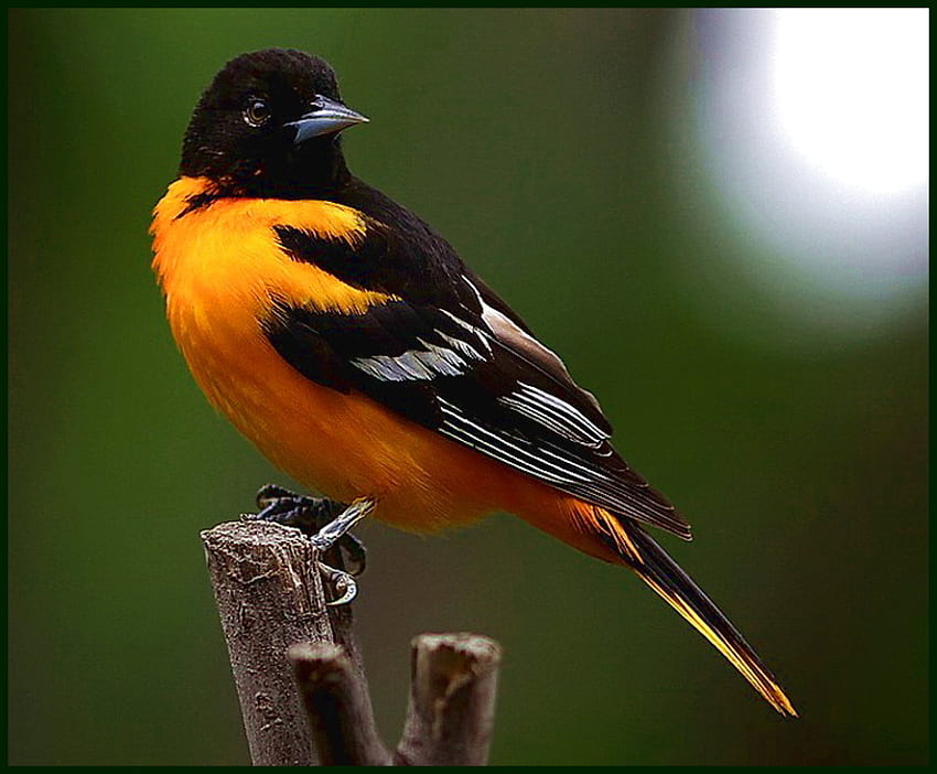 Baltimore Oriole, Sonnenschein, weiß, schwarz, Vogel, gelb, Zweig HD-Hintergrundbild