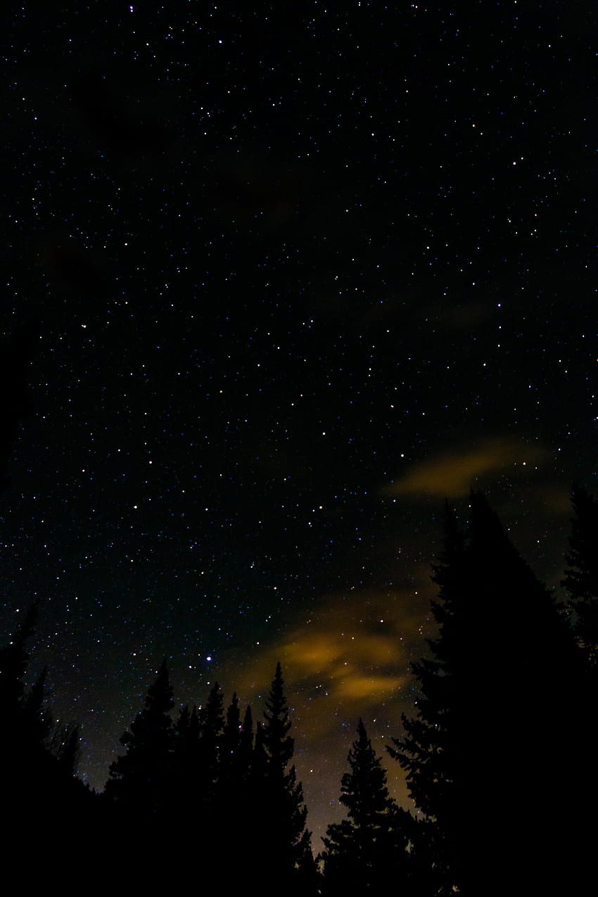 Stars, Night, Dark, Starry Sky, Fir, Spruce HD phone wallpaper | Pxfuel