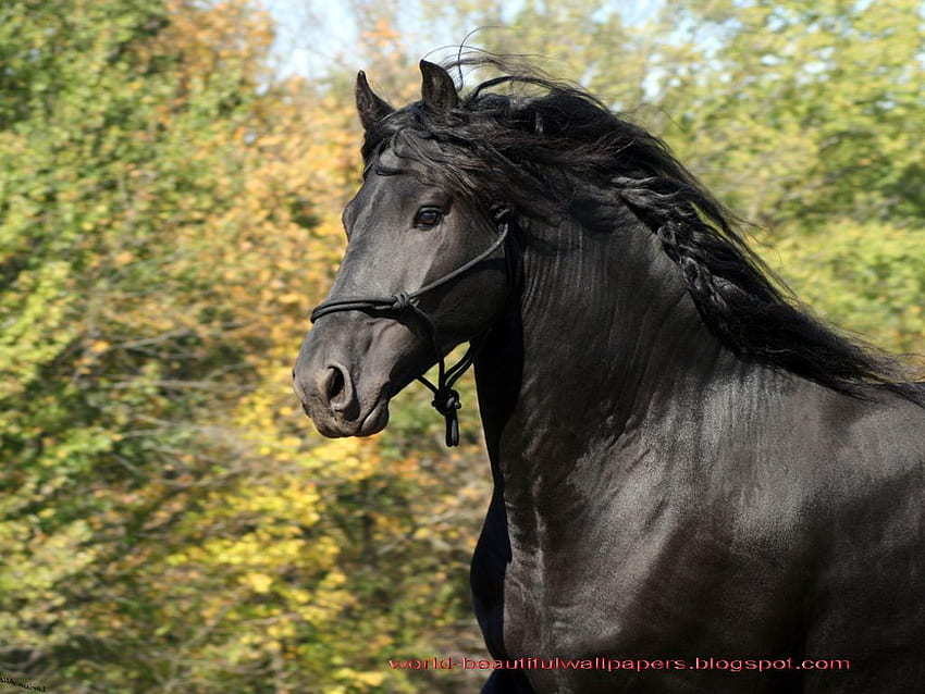 Beautiful Acterss : friesian horse HD wallpaper