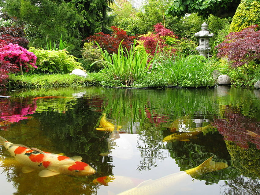 Japanese Koi Pond Garden Design - Grande Sharon Beck su Koi Sfondo HD