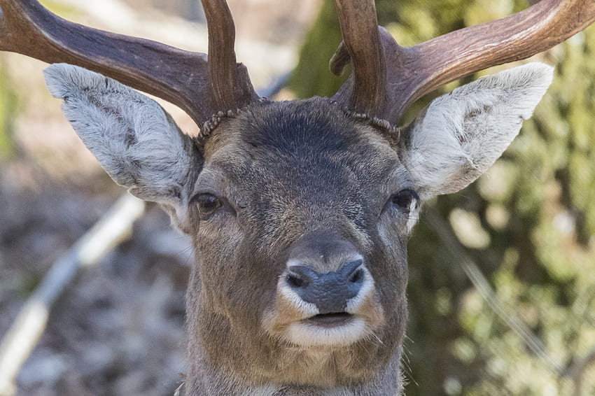 Animals, Muzzle, Deer, Horns, Doe, Fallow Deer HD wallpaper