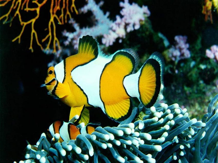 Clown Fish, coral reef, coral, ocean HD wallpaper