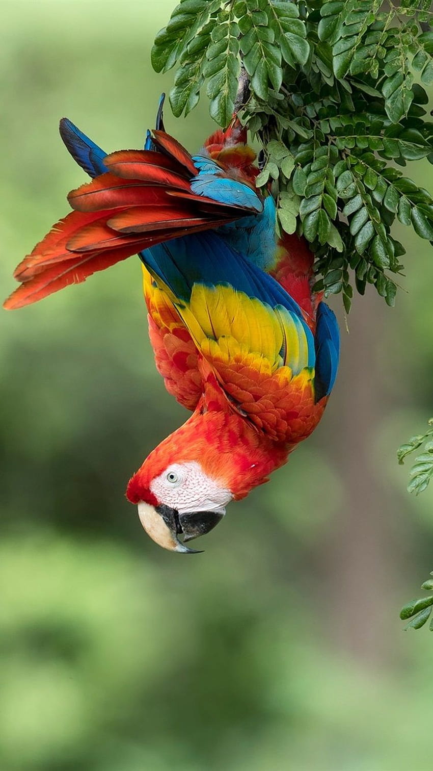 Parrot, macaw, colorful feathers, tree HD phone wallpaper