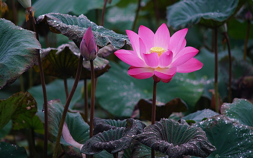 Lotus, summer, pink, flower, water lily HD wallpaper