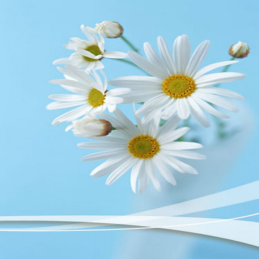 เดซี่ ฤดูร้อน สีขาว ดอกไม้ วอลล์เปเปอร์ HD