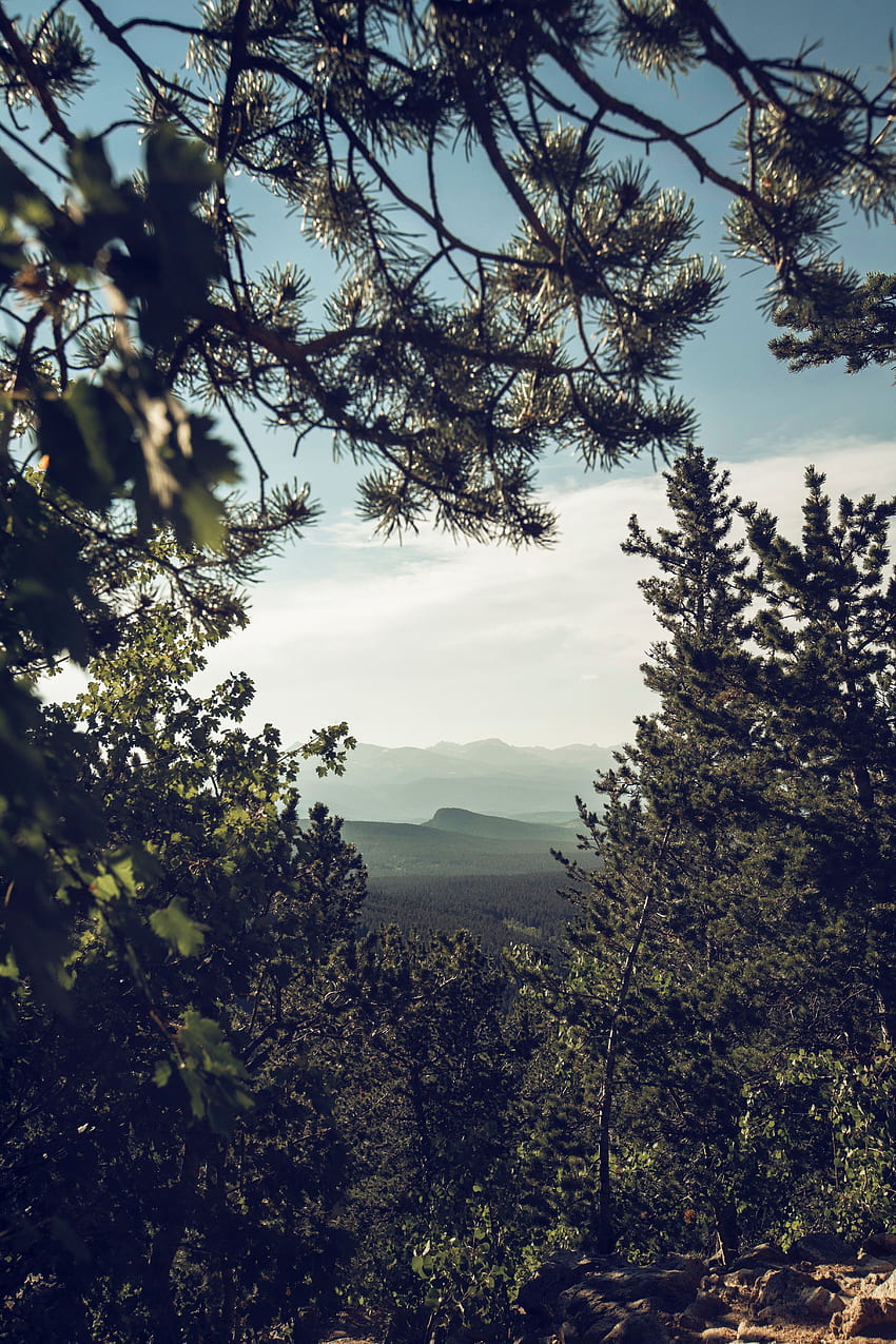 Landscape, Nature, Trees, Mountains, Coniferous, Forest HD phone wallpaper