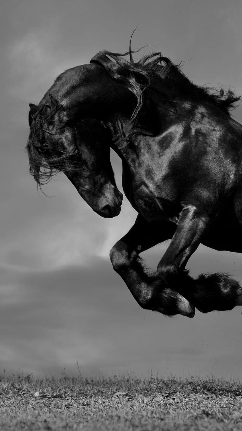 Couleur noire, cheval de couleur noire, cheval noir Fond d'écran de téléphone HD