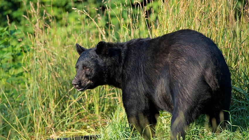 american black bear, predator, grass, bear Full Background, Cute Black Bear HD wallpaper