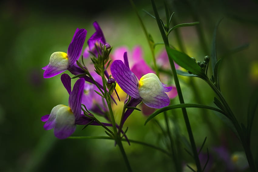 ดอกไม้สวย ดอกไม้ ทุ่งหญ้า พืช Lyonka วอลล์เปเปอร์ HD