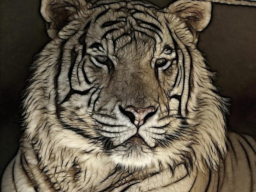 White_Tiger, animal, wild, abstract, tiger HD wallpaper
