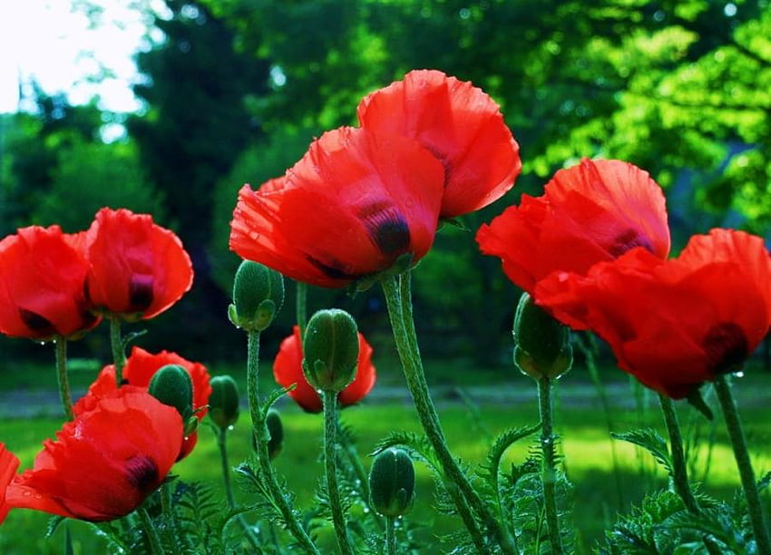 poppies, red, beautiful, grass, park HD wallpaper