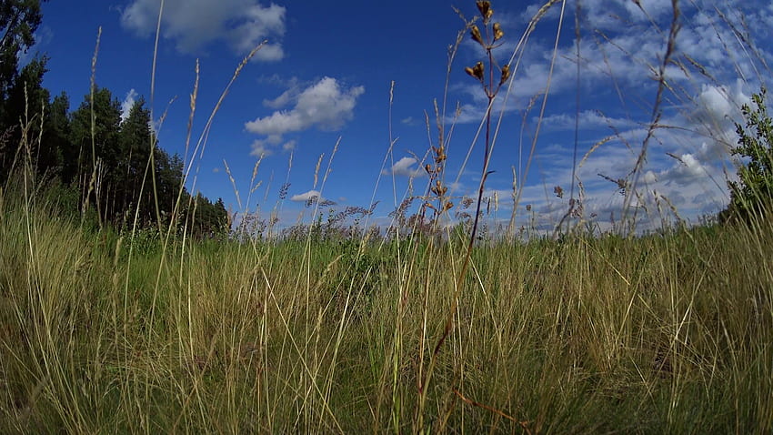 background summer sunny meadow, tall grass, blue sky in clouds Stock Video Footage - VideoBlocks HD wallpaper