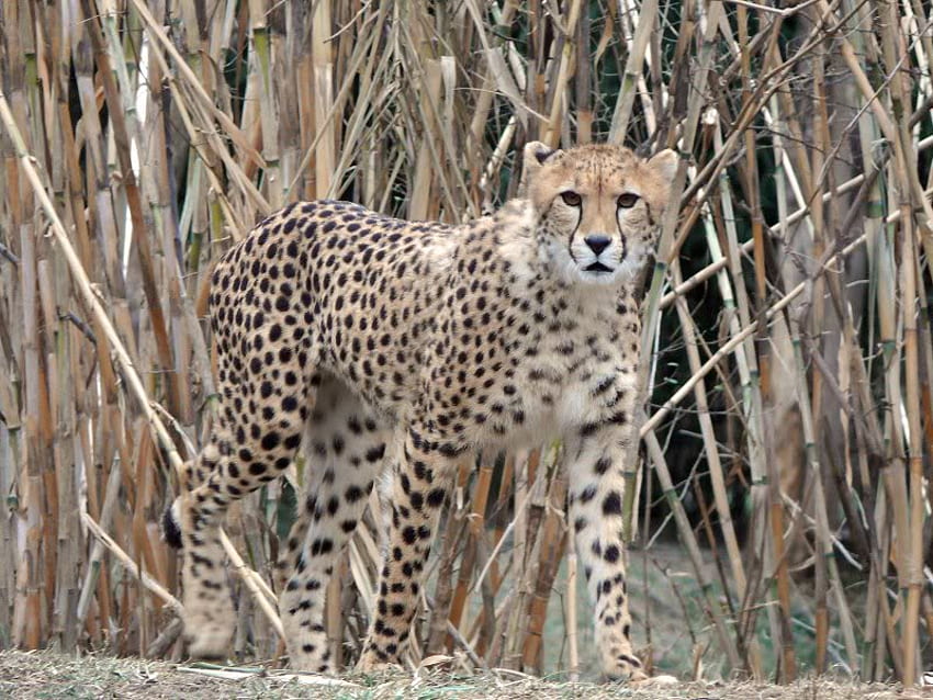 A Cheetah in River's Edge, cat, cheetah, wild, twigs HD wallpaper