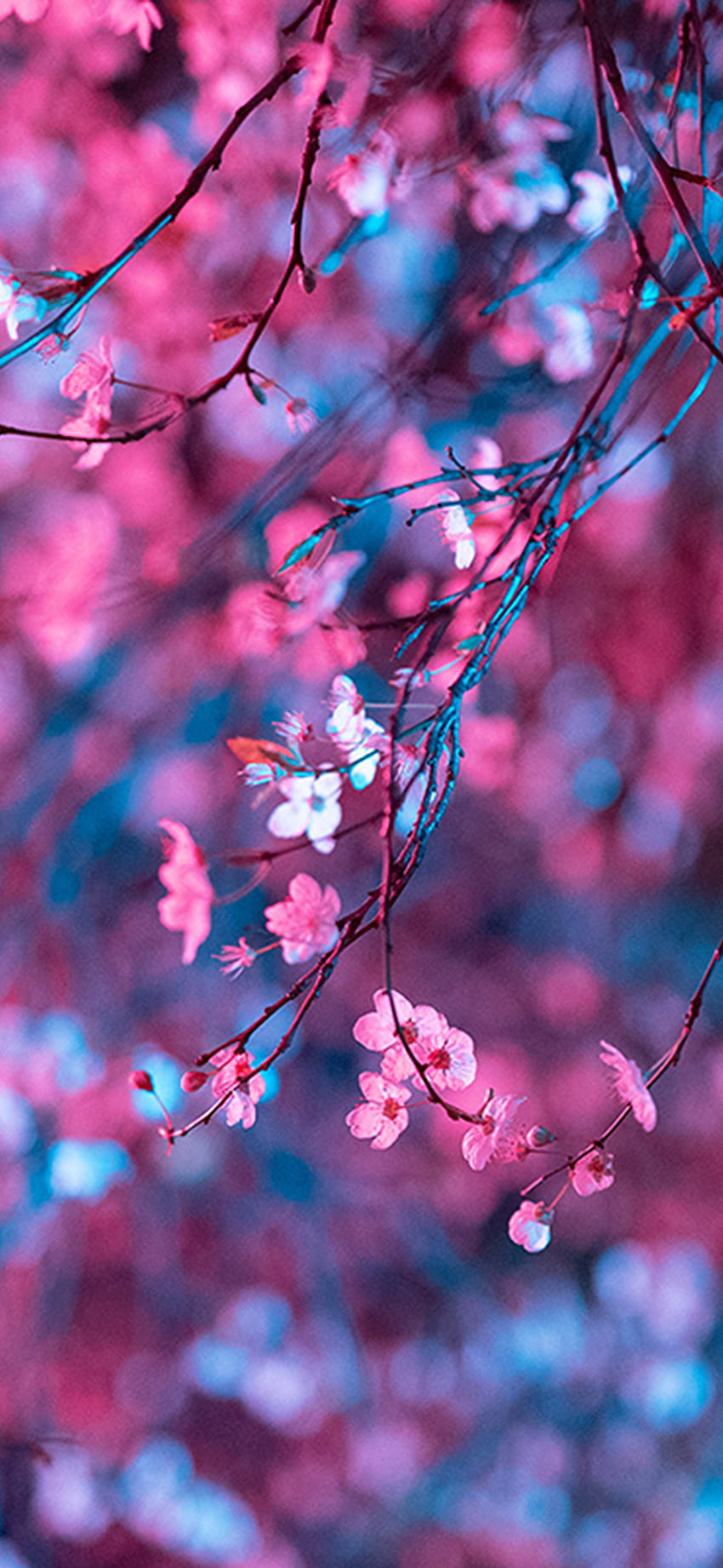 iPhone X. art fleur lumière rouge fleur de cerisier printemps, nuit fleur de cerisier Fond d'écran de téléphone HD