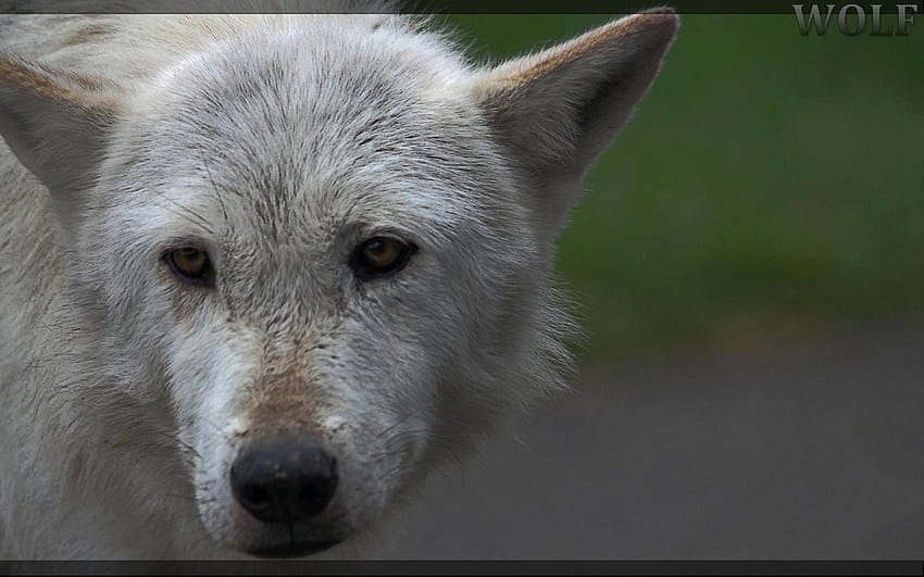 Free download | The wolf, winter, dog, wolf wllpaper, lone wolf, wolf ...