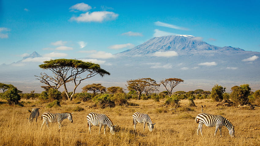 Zebry W Parku Narodowym Amboseli Mount, Kilimandżaro Tapeta HD
