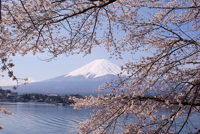 Lake Kawaguchiko Sakura Mount Fuji, Mount Fuji Cherry Blossom HD wallpaper