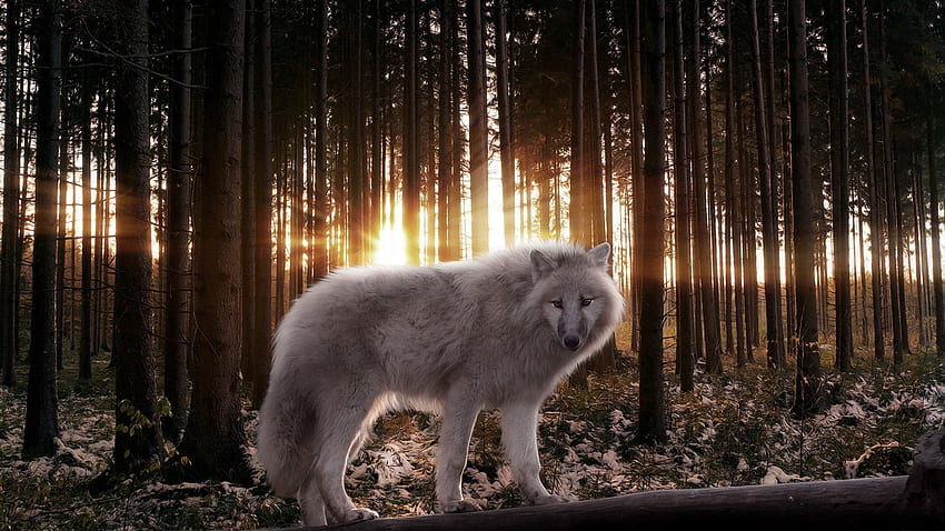 Zwierzęta, drzewa, połysk, światło, promienie, belki, las, drapieżnik, wilk Tapeta HD