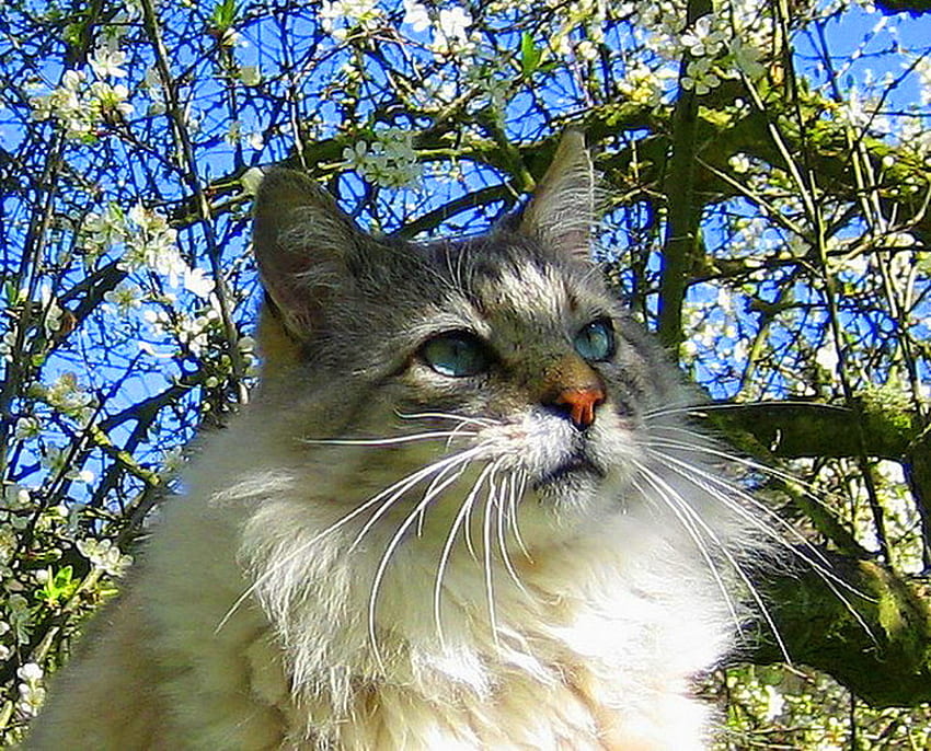 แมวกับดอกไม้ สีขาว สีดำ สีเทา ดอกแมว ฤดูใบไม้ผลิ ต้นไม้ วอลล์เปเปอร์ HD