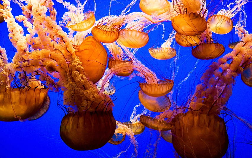 Animali, mare, medusa, oceano, mondo sottomarino Sfondo HD