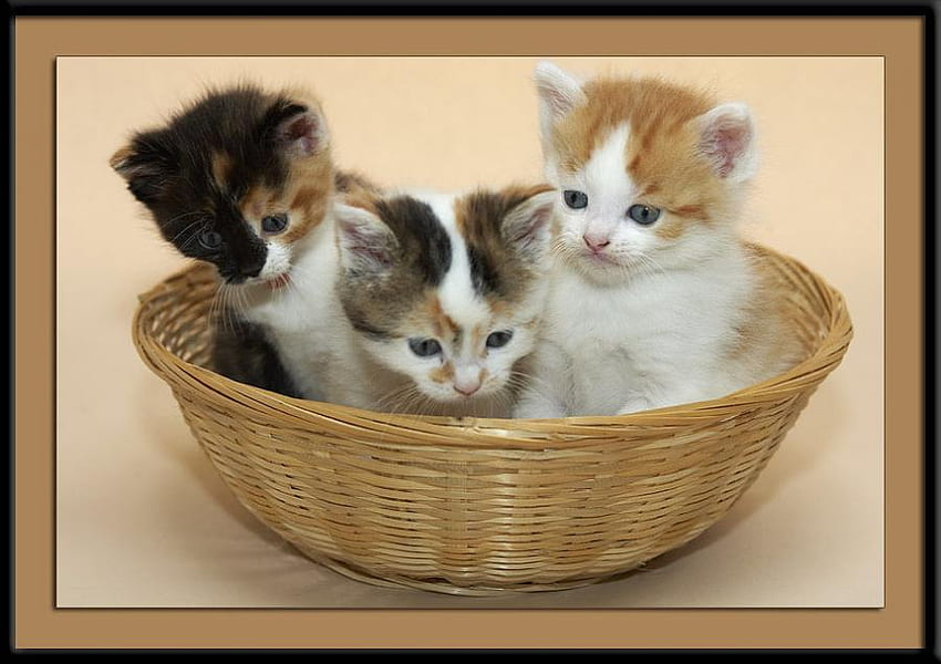 Trio, basket, cats, babies, cute, three, kittens HD wallpaper