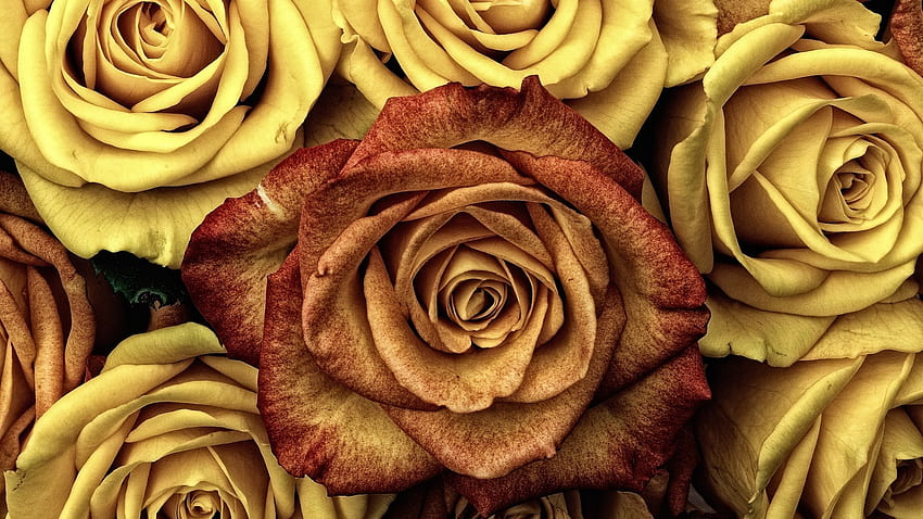 Rose, fleur brune Fond d'écran HD