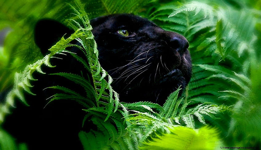 Jungle Animals Real Life . Full, Rainforest Animals HD wallpaper | Pxfuel