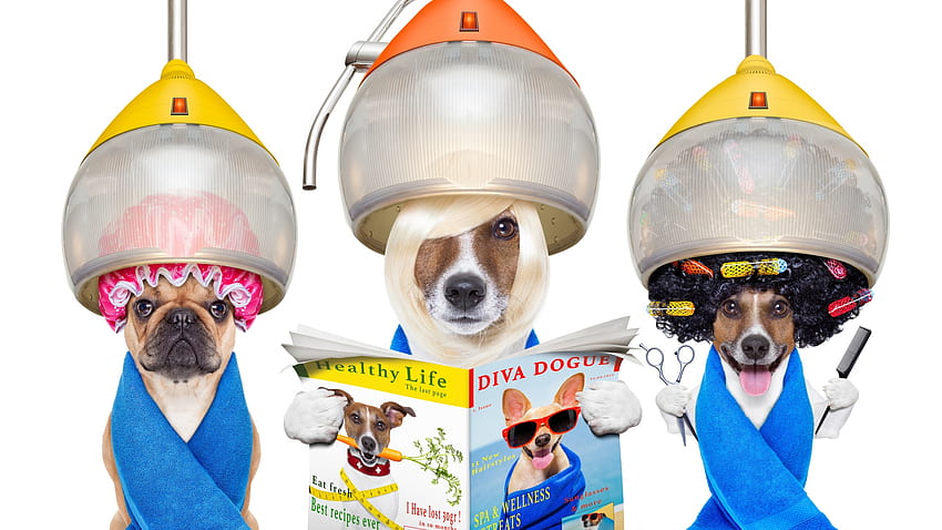 :-), biru, binatang, anjing, lucu, majalah, jack russell terrier, caine, trio Wallpaper HD