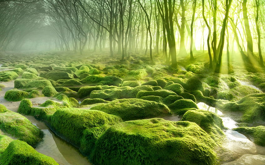 Bosque de musgo verde, musgo, verde, árboles, bosque, naturaleza fondo de pantalla