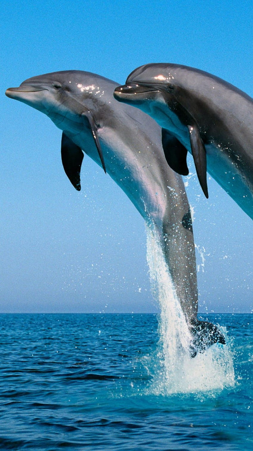 delfiny. Delfiny, Delfin 3D Tapeta na telefon HD