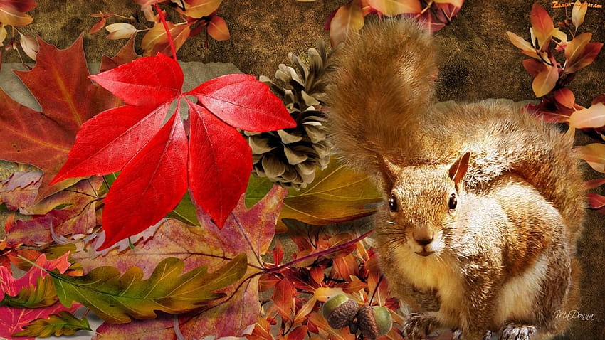 Squirrel in autumn forest, padure, in, veverita, toamna HD wallpaper