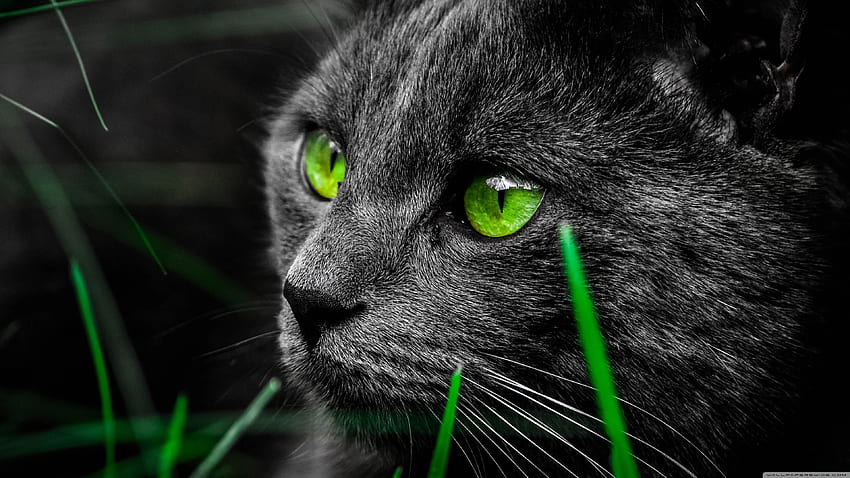 Katze ❤ für Ultra TV • Breit & Ultra, Dunkel HD-Hintergrundbild