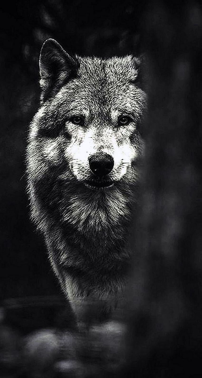 Cool Black And White Wolf HD phone wallpaper | Pxfuel