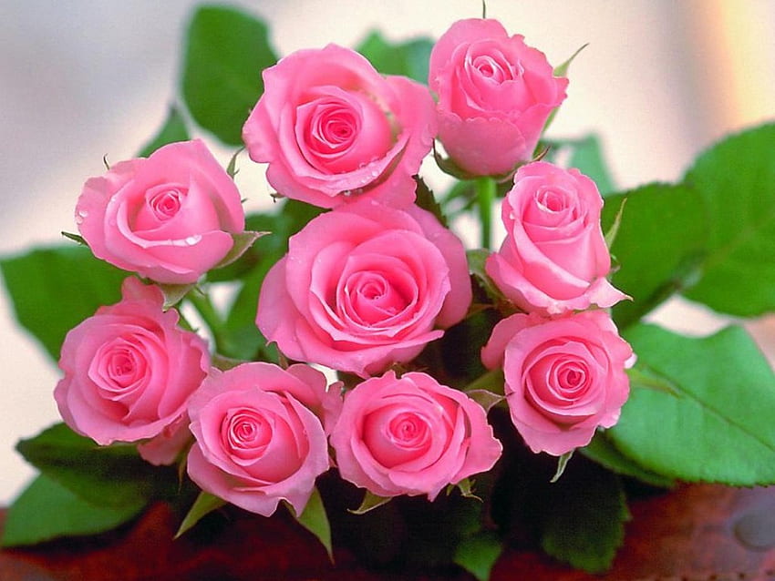 Buquê de rosas, flores, rosas papel de parede HD