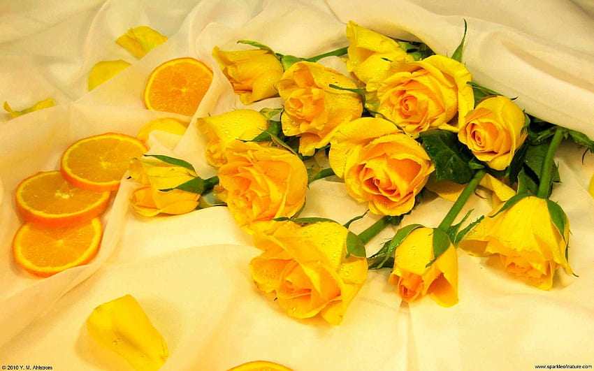 Hoa hồng vàng đem lại một vẻ đẹp độc đáo và sang trọng cho mỗi không gian nơi chúng được đặt. Hãy chiêm ngưỡng những đóa hoa hồng vàng nở rực rỡ trong hình ảnh và cảm nhận sự ấm áp và ngọt ngào mà chúng mang lại.