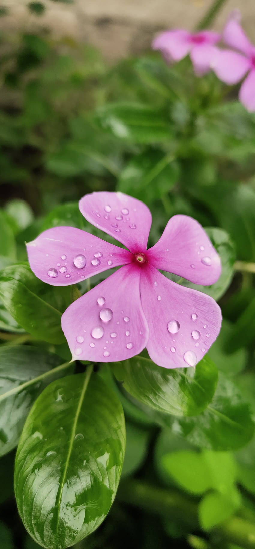 꽃, 핑크, 꽃잎 HD 전화 배경 화면