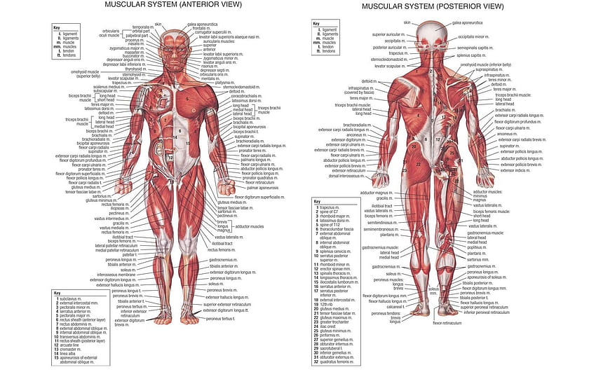 Anatomie . Anatomie und Physiologie HD-Hintergrundbild