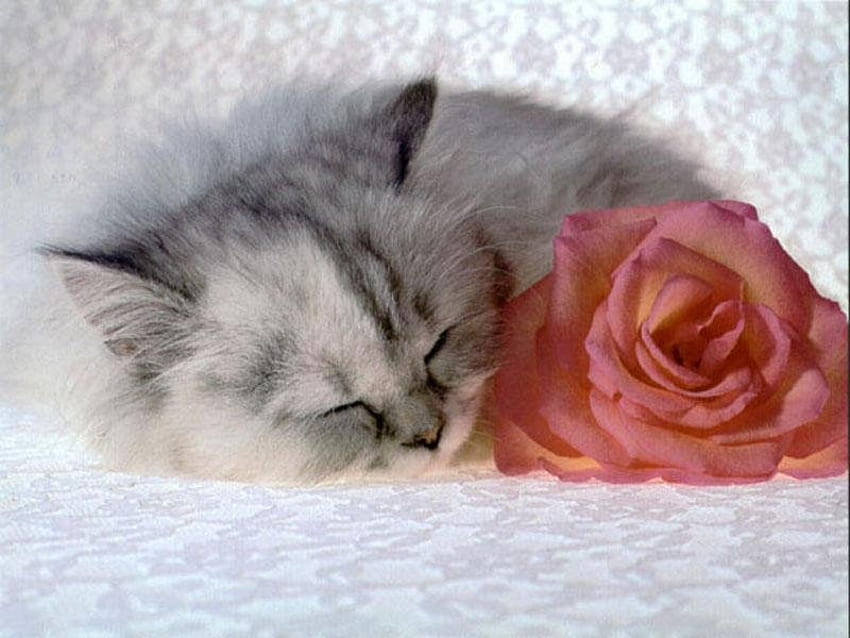 Bel gatto e rosa, gattino, rosa, fiore, amore, gatto, sonno Sfondo HD