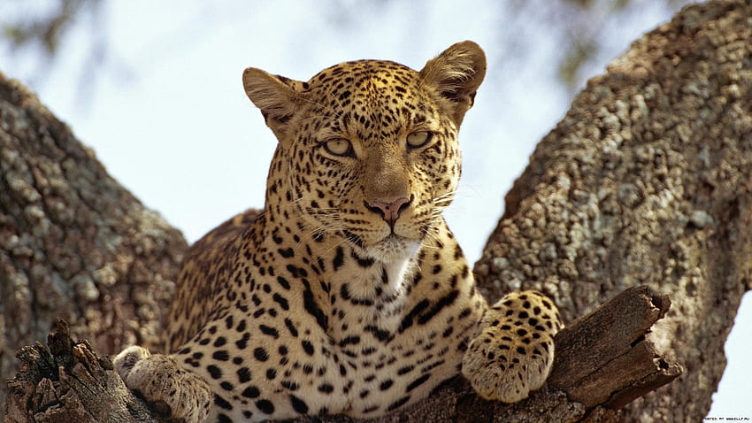 Animales, Leopardos fondo de pantalla