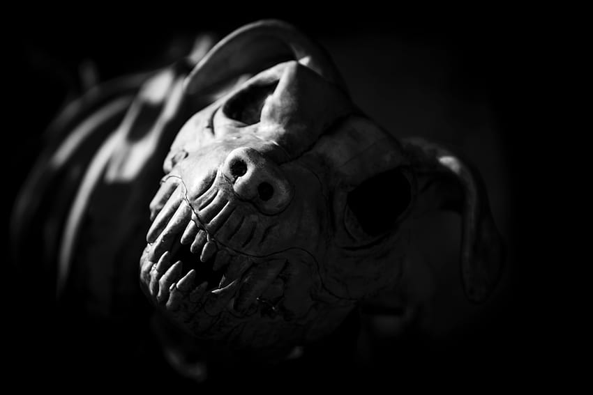 회색 동물 두개골 – 외계인 HD 월페이퍼